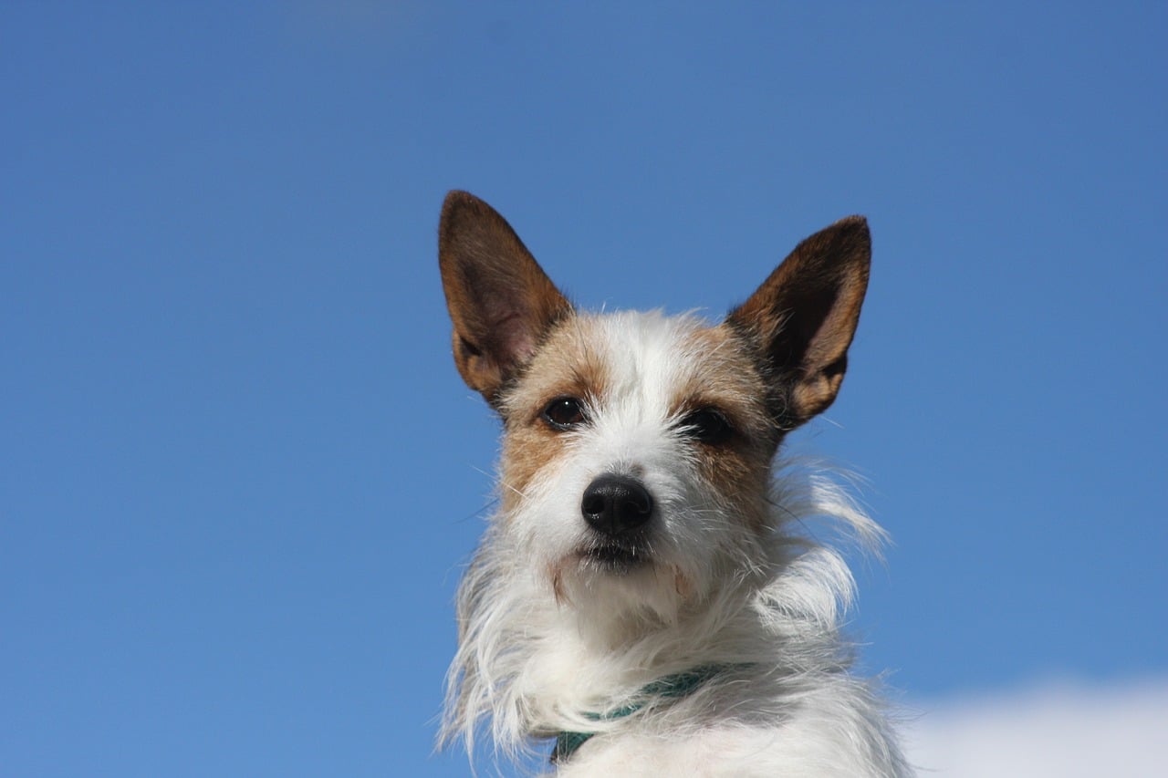 Portuguese Podengo Pequeno