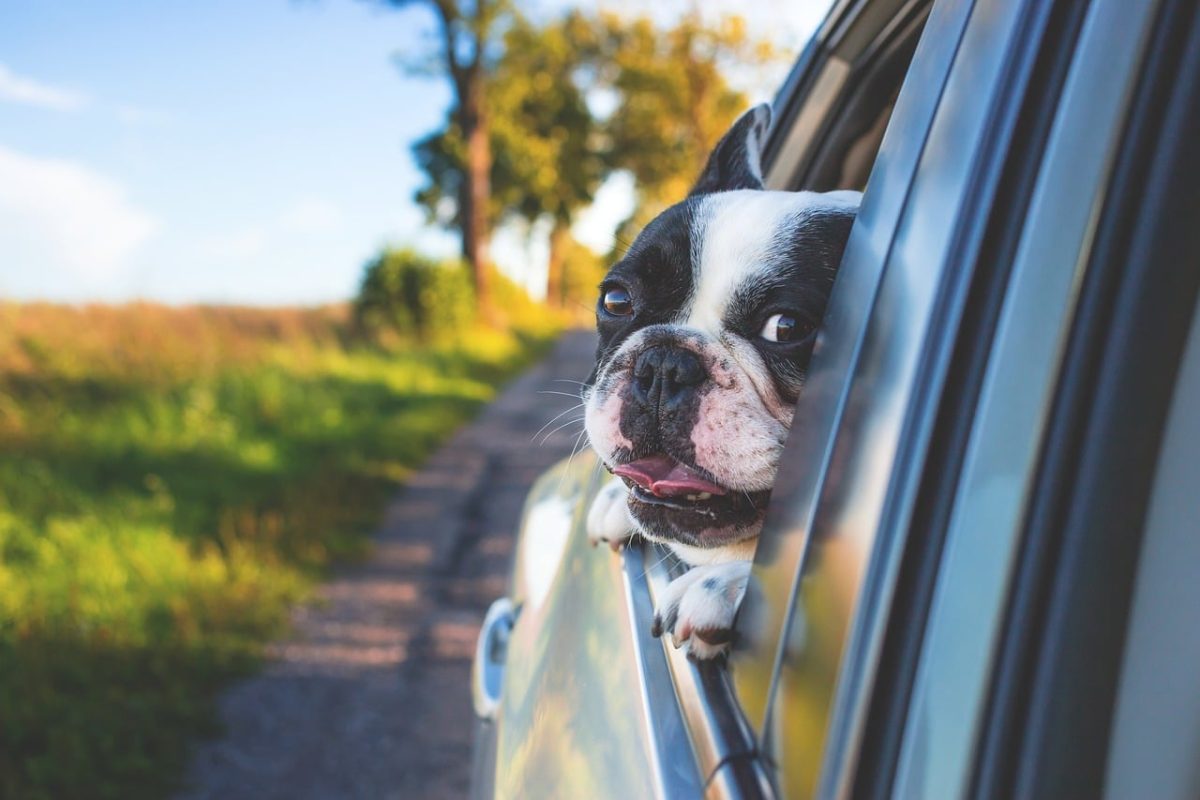 15 Simple Yet Meaningful Ways to Show Your Dog They’re Loved