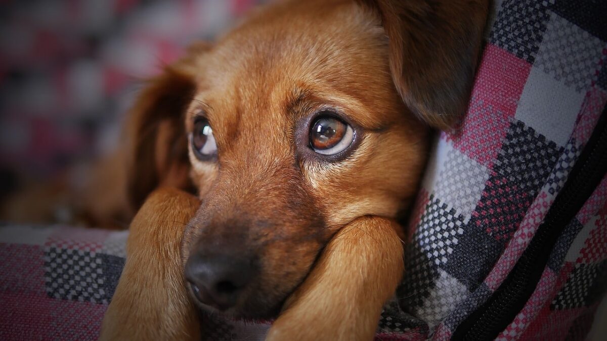 A Dog’s Eyes: How Dogs React to Different Colors Around Them