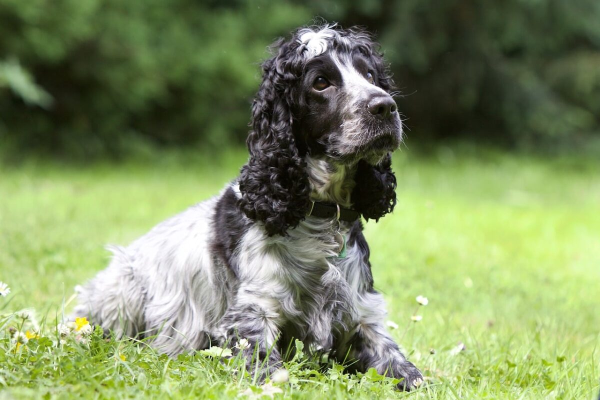 9 Fun Facts You Didn’t Know About Cocker Spaniels thumbnail