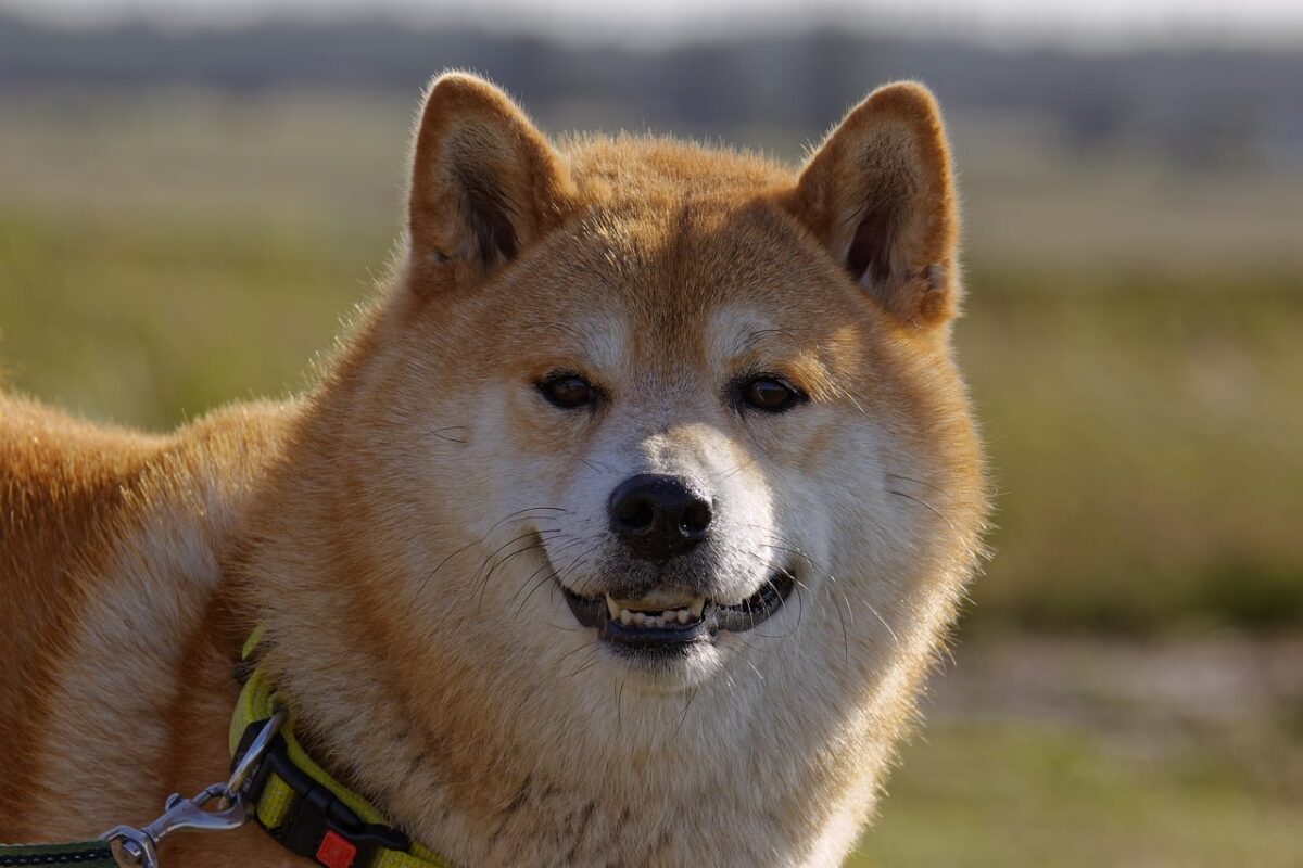 9 Fun Facts You Didn’t Know About Shiba Inus