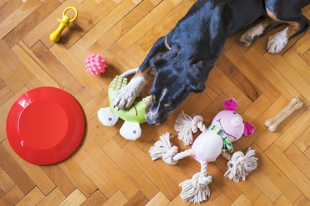 dog and puzzle toys