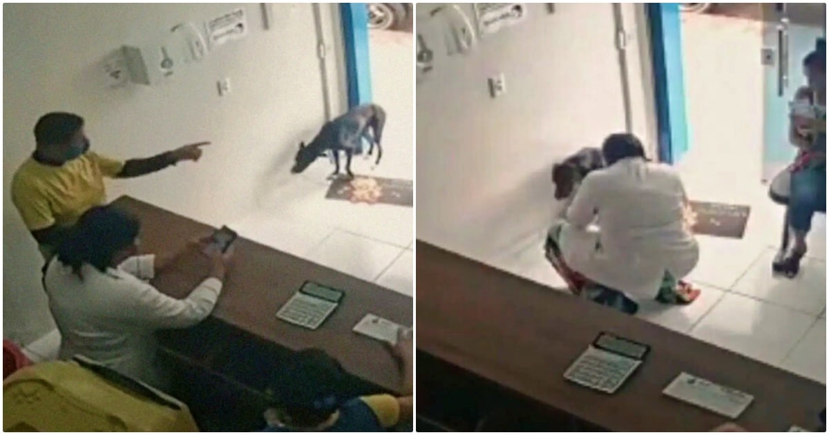 Stray Dog In Pain Brings Himself To An Animal Clinic To Get Checked Out