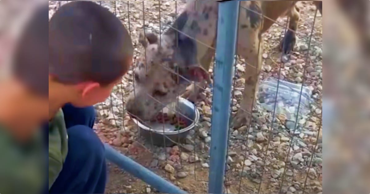 5-Year-Old Boy Fed Dog Through A Fence When Owner Turned His Back