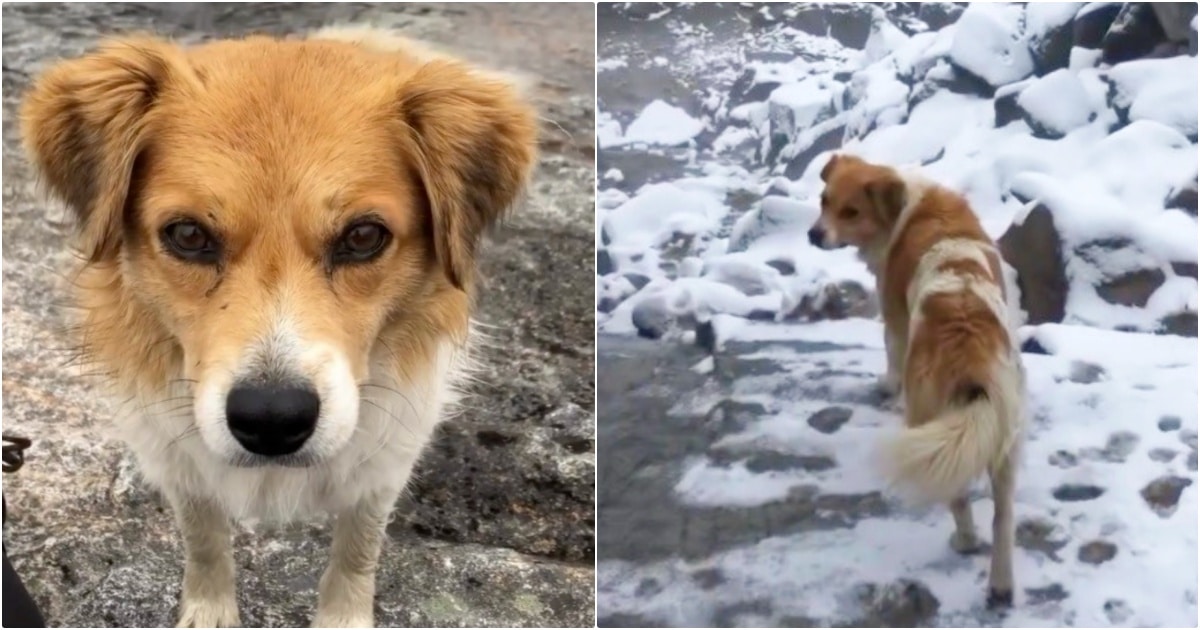 Stray Dog Shows Up When Hiker Loses His Way In Rugged Terrain