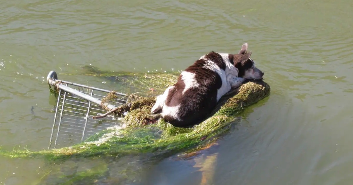 Dog Floating In Canal Clung To A Shopping Cart With ‘Little Chance Of Making It’