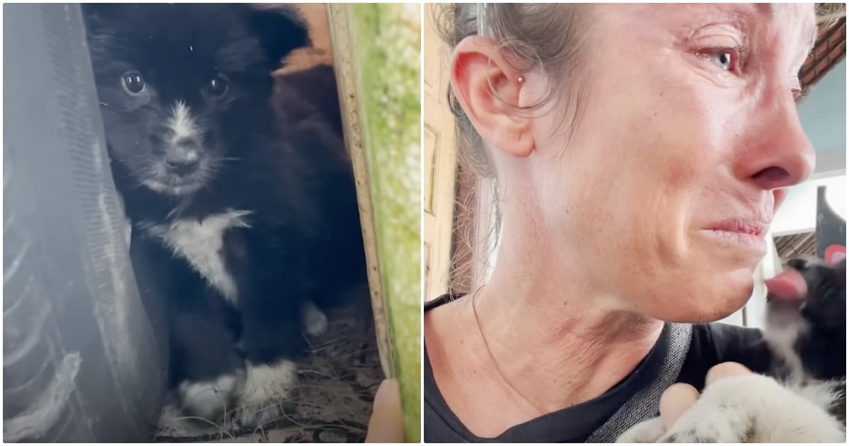 Woman’s Pained And Raw When Puppies Are Left Without A Mom