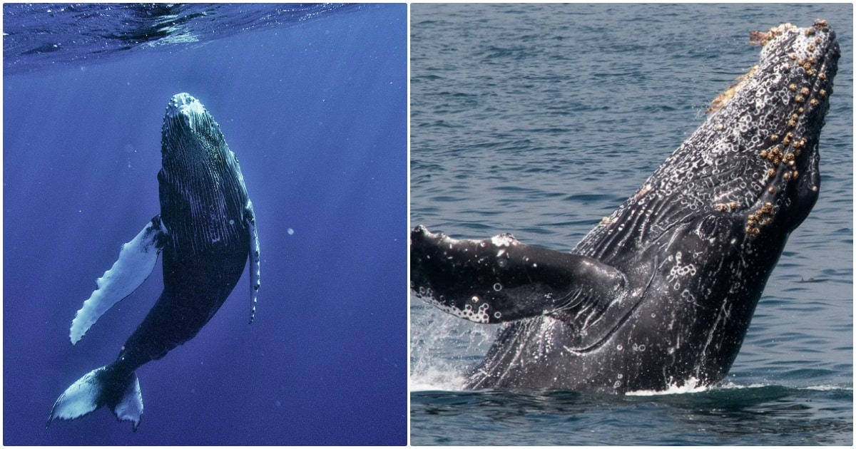 Humans Have 20-Minute ‘Conversation’ With Humpback Whale Using AI