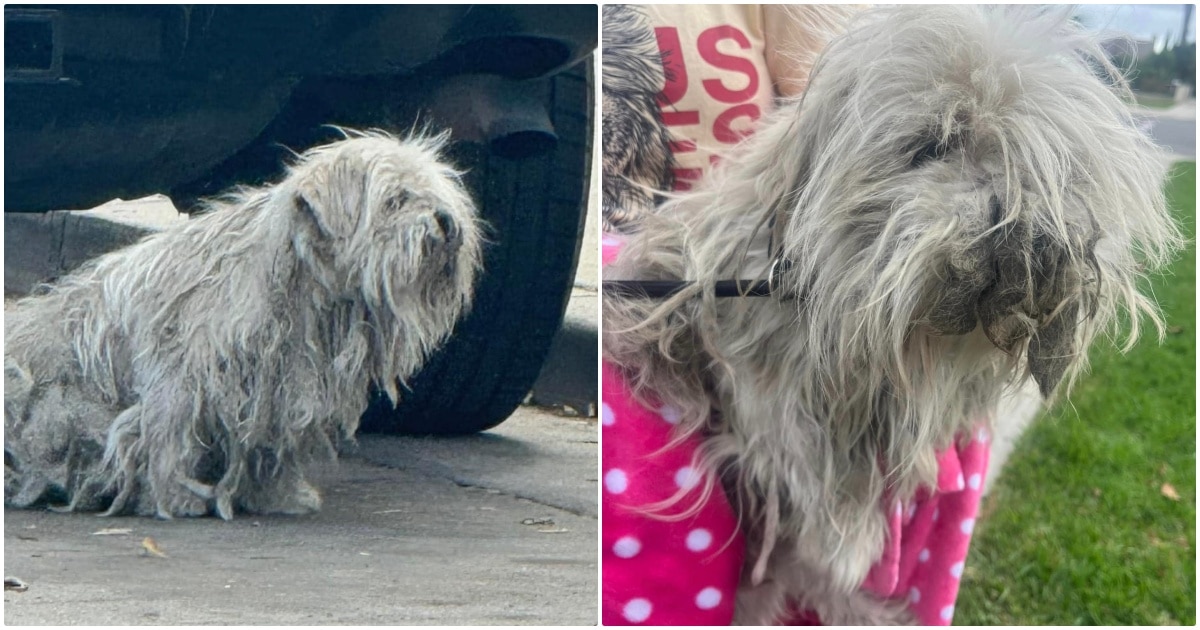 Rescuers 'Shave Away Dog's Past' With Heavy Dreadlocks Covering His Face And Body