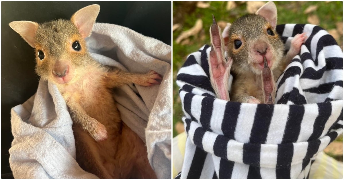 Woman Saves Unidentifiable Baby Animal That Turns Out To Be A ‘Rare Find’