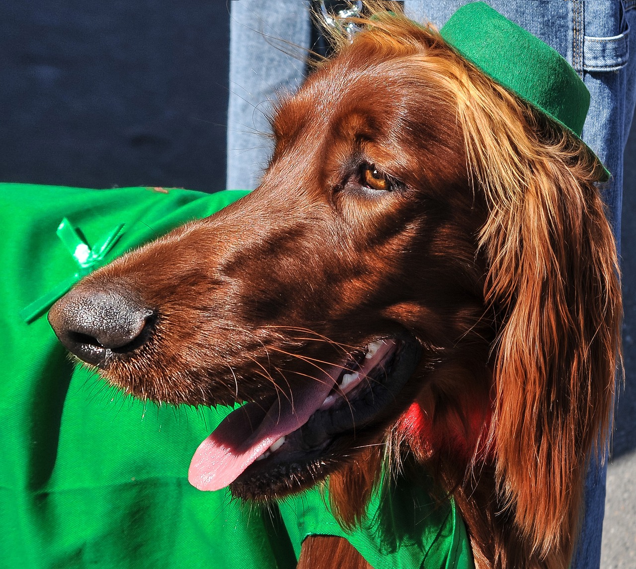 Irish Setter