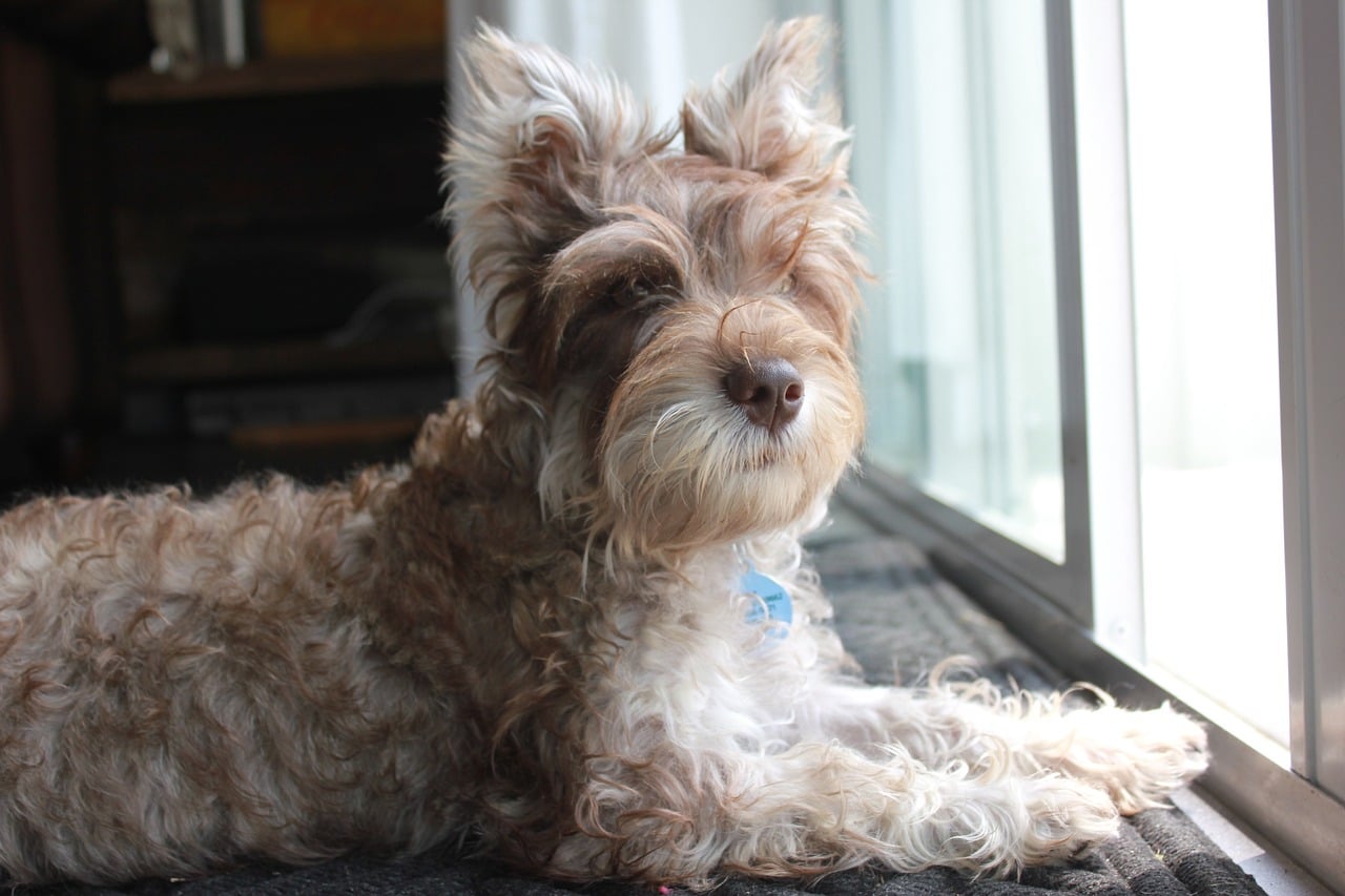 Miniature Schnauzer