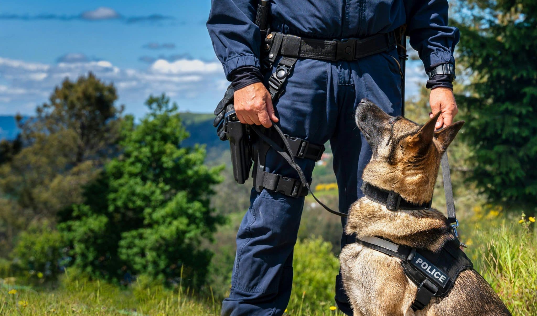 13 Heroic Ways Dogs Save Lives Every Single Day