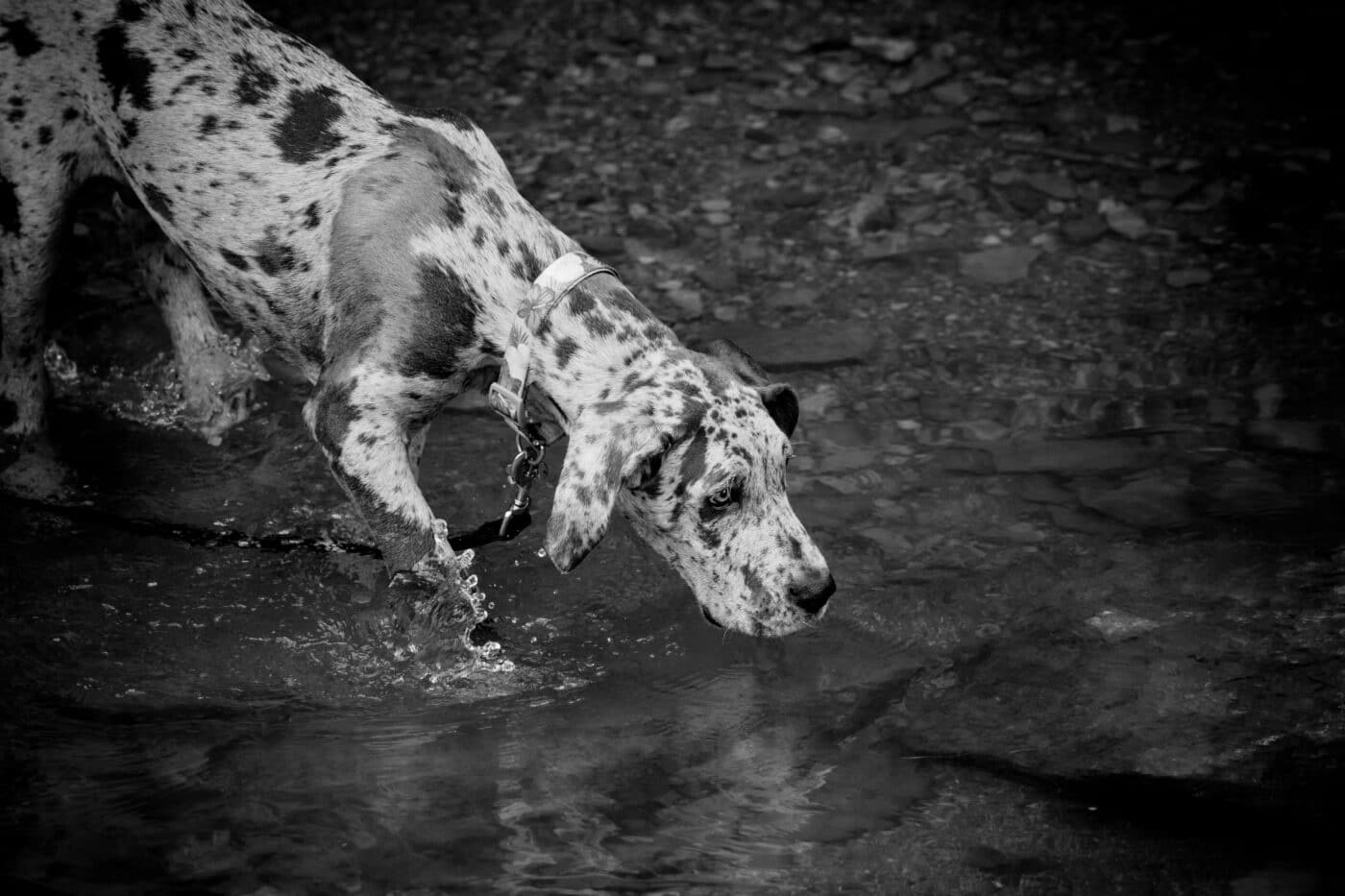 Harlequin Great Dane