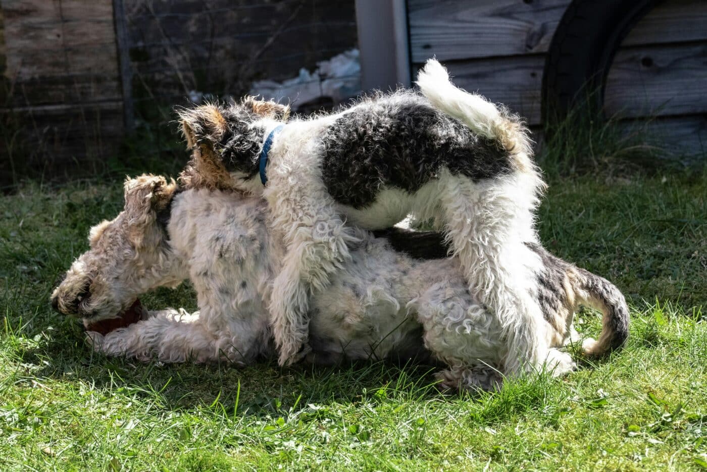 Wire Fox Terrier