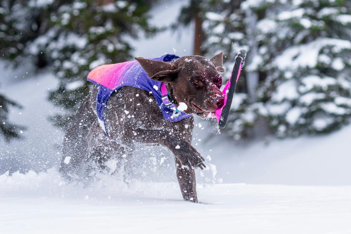 13 Dog Breeds with Stamina That Will Keep Up with Your Every Adventure