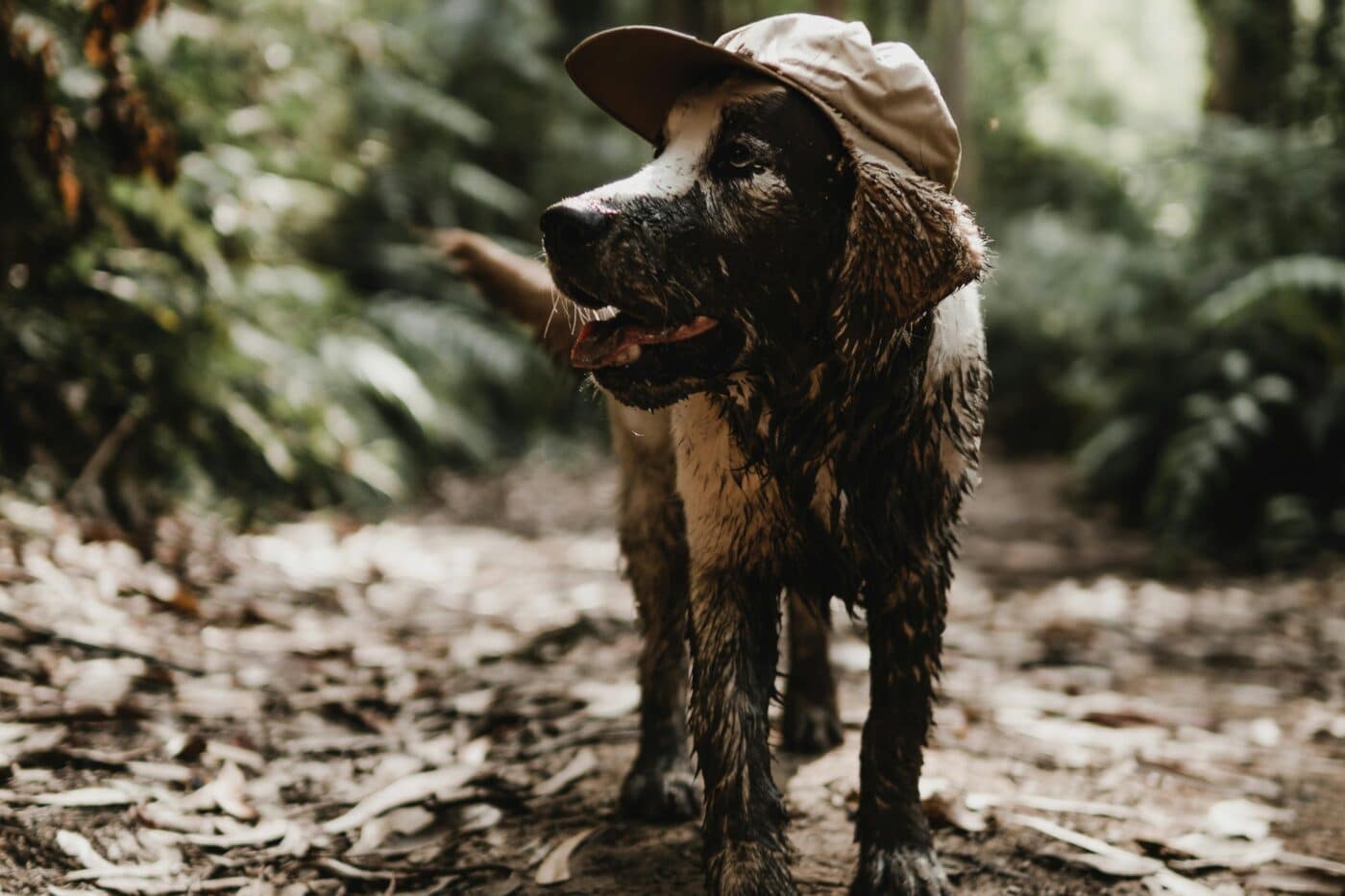 Dog Hiking