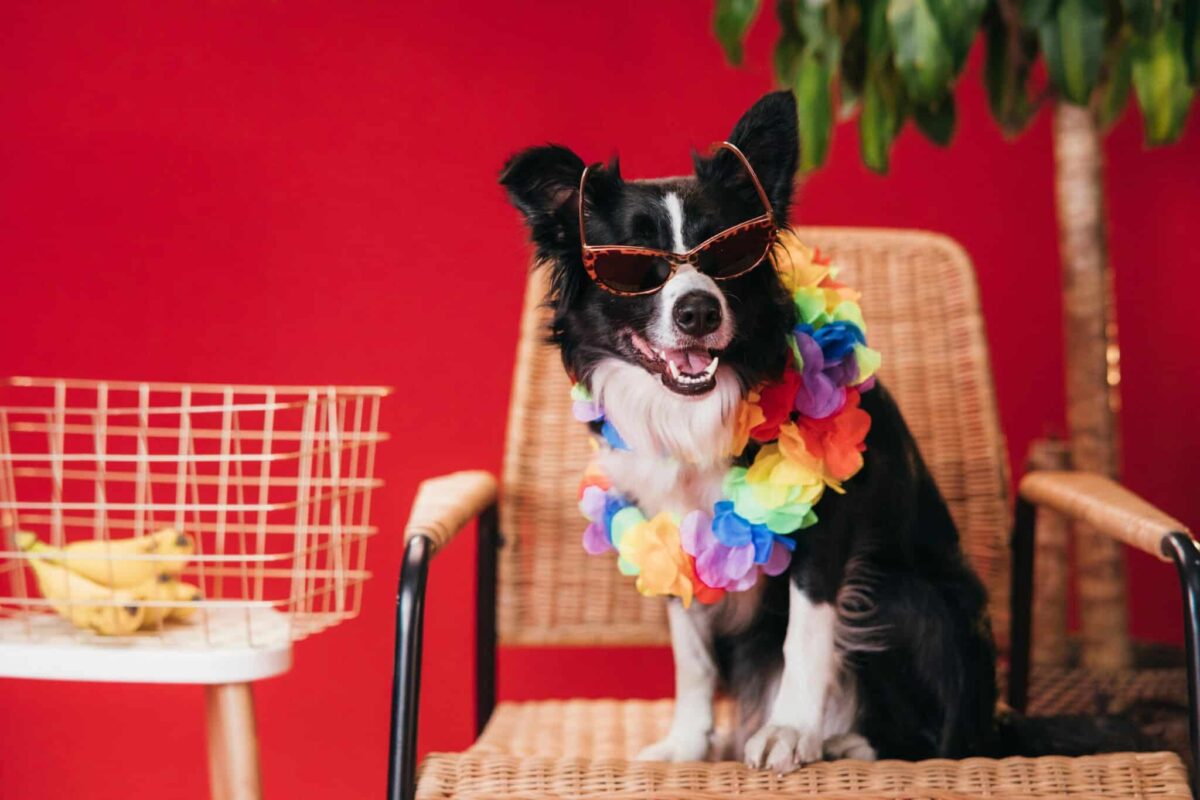 11 Dog Breeds Who Are Prone To Quirky Habits