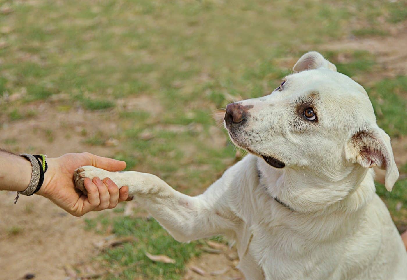 11 Ways Dogs Understand Our Movements And Body Language