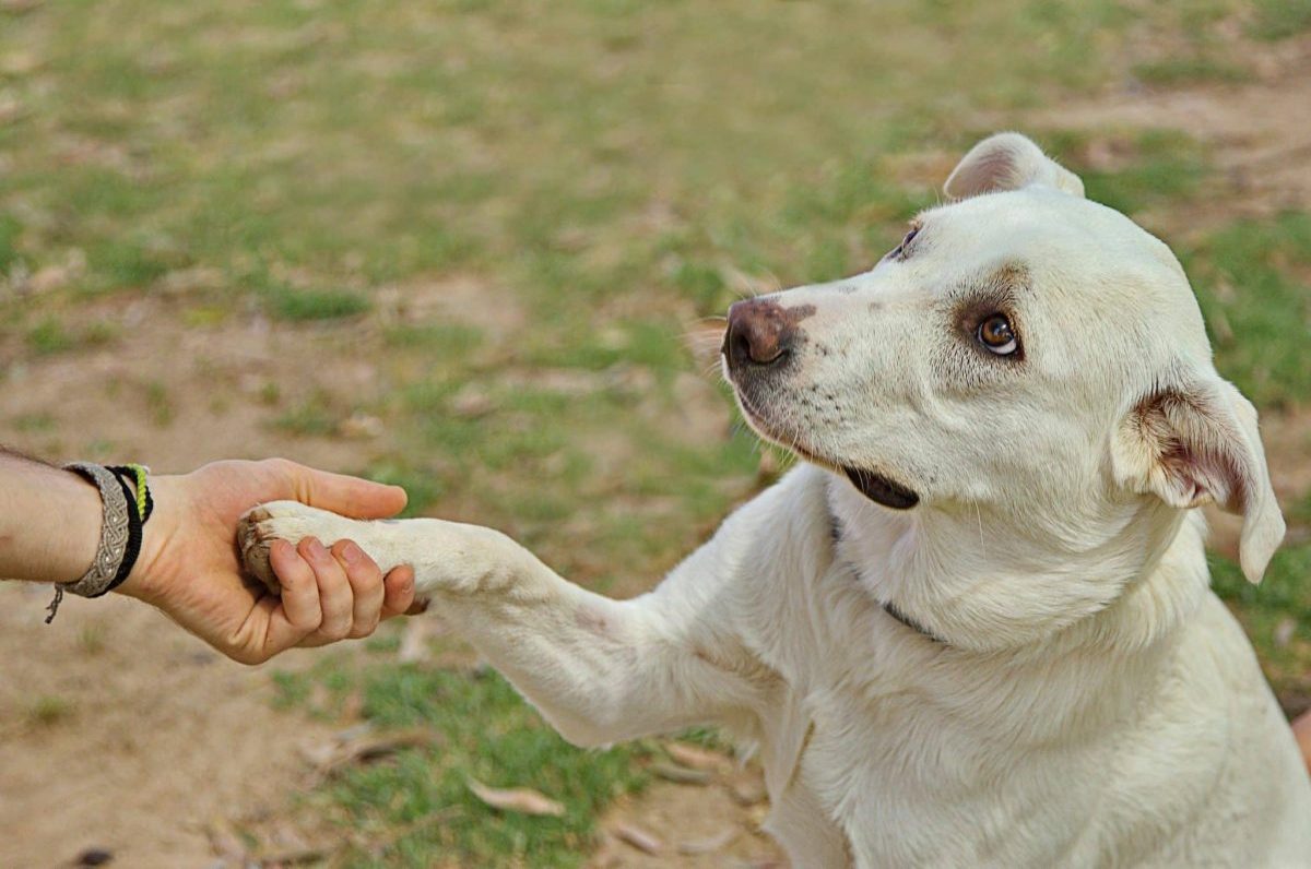 11 Ways Dogs Understand Our Movements And Body Language