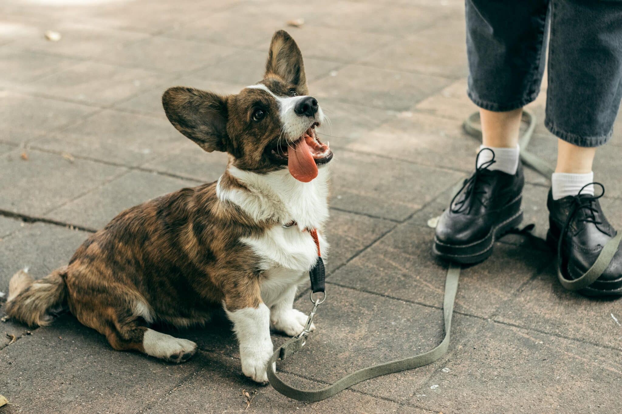 Why Dogs Stare At You: What They’re Really Thinking - iHeartDogs.com - How Often Do Dogs Stare At Their Humans