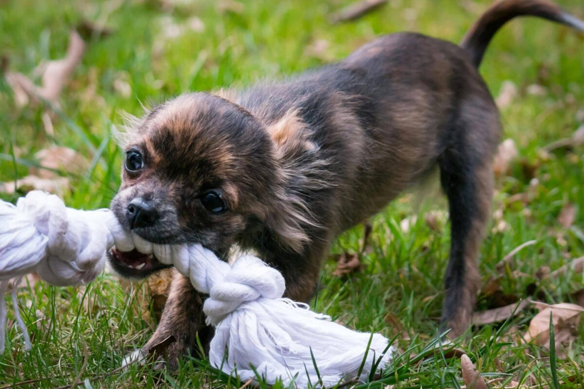 Science Explains – Why Dogs Love Certain Toys (Plus 2 Reasons They Don’t)