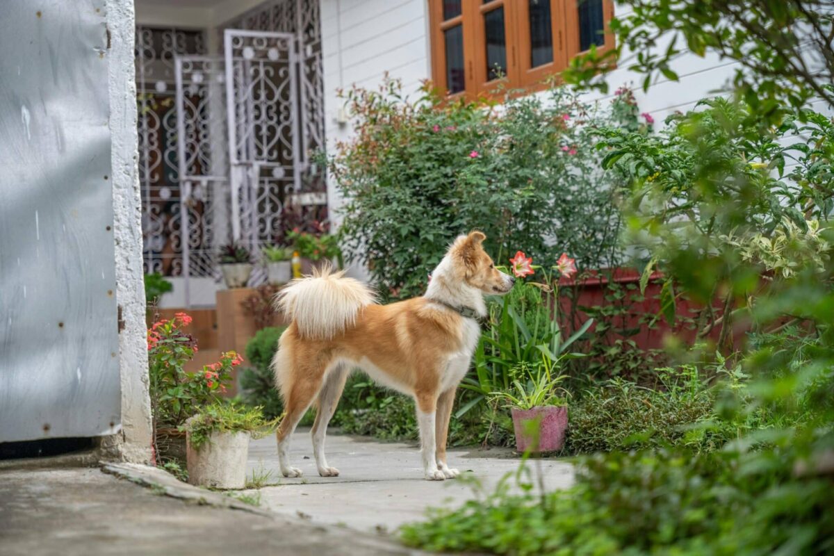 11 Things Dogs Can Smell That Are Out of This World