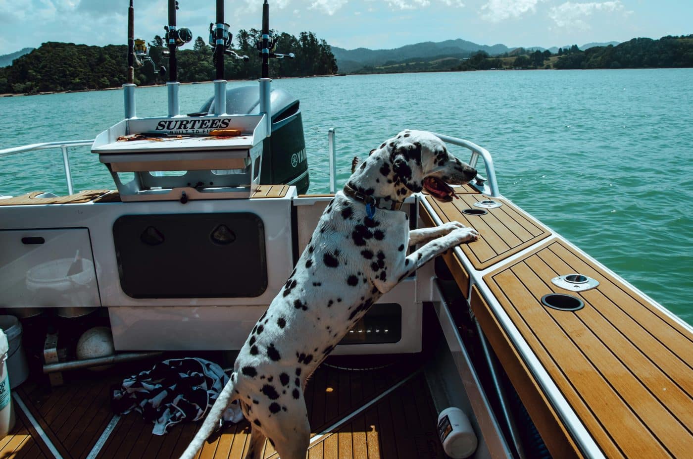 15 Dog Breeds That Were Built For Bold And Exciting Adventures