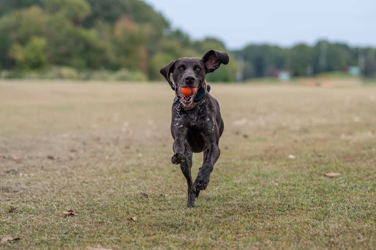 German Shorthaired Pointer