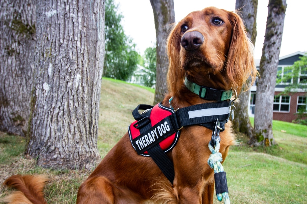 Irish Setter