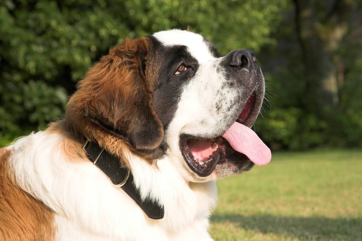 Saint Bernard gentle eyes showing patient and loyal personality