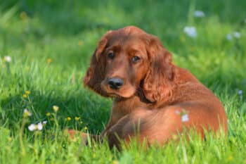 A dog with a deeply expressive gaze that draws you into its soulful stare.