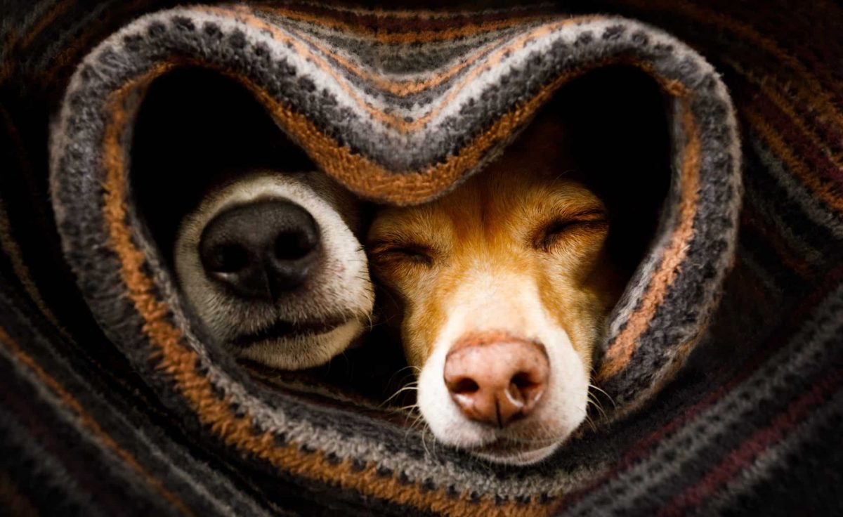 16 Dog Breeds That Love Couch Time and Cuddles as Much as You Do