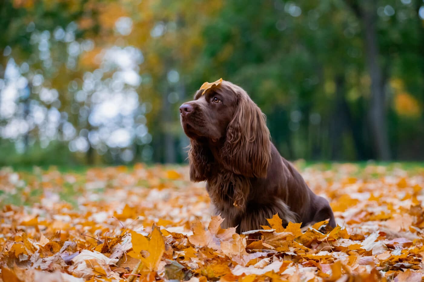 Sussex Spaniel