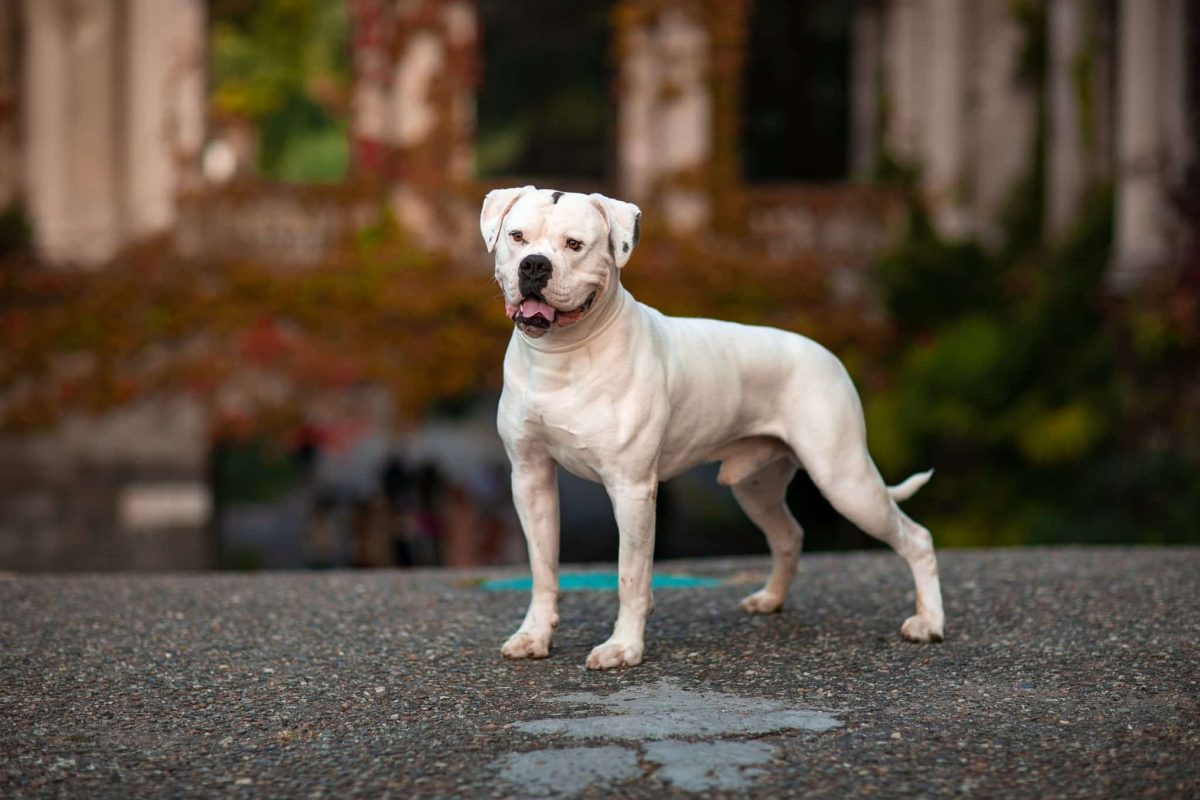 American Bulldog is confident, protective, and affectionate.