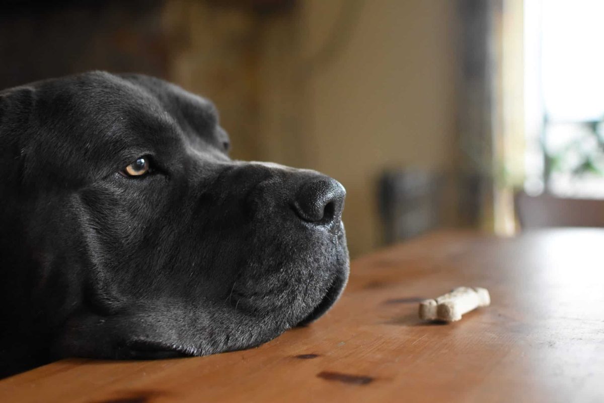 11 Methods Canines Quietly Educate Us Endurance And Love