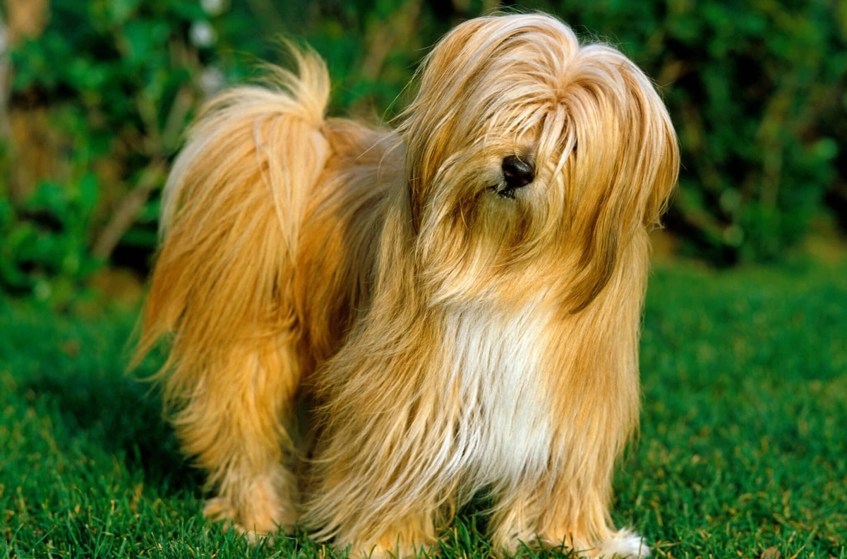 Tibetan terrier