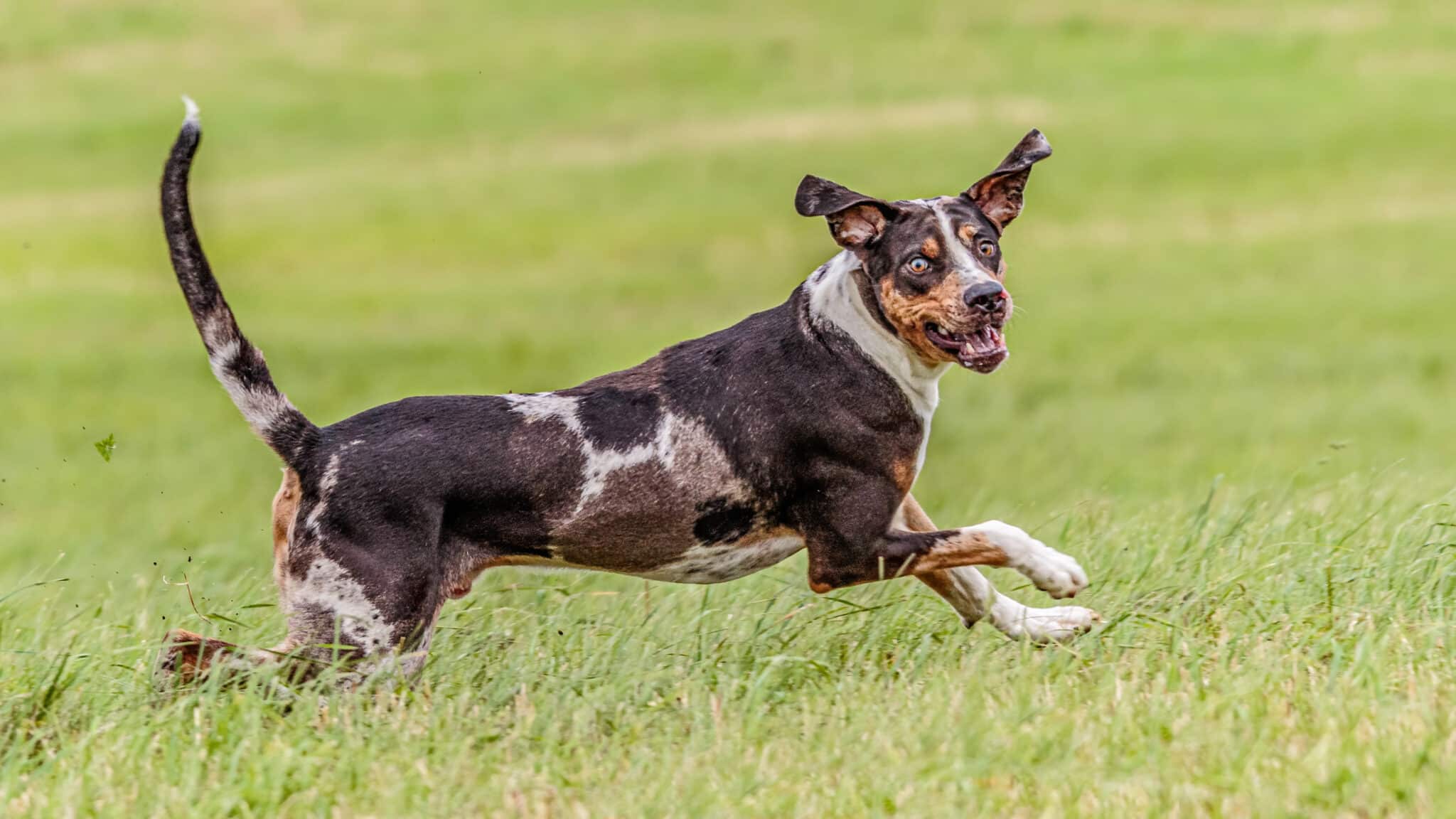 Catahoula dog