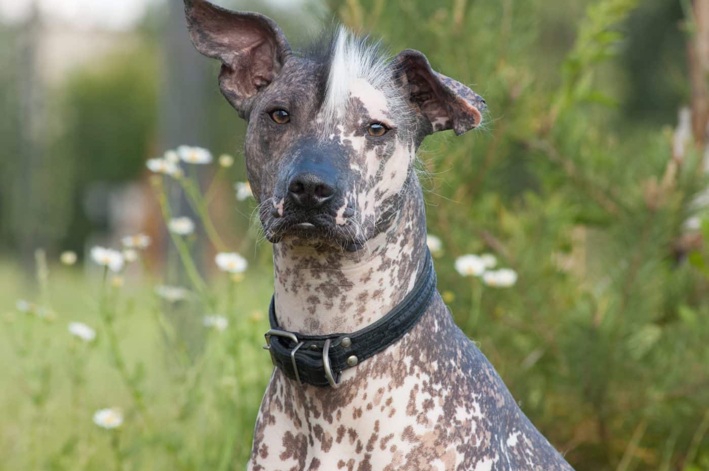 13 Unique Looking Dog Breeds That Will Capture Your Heart Instantly