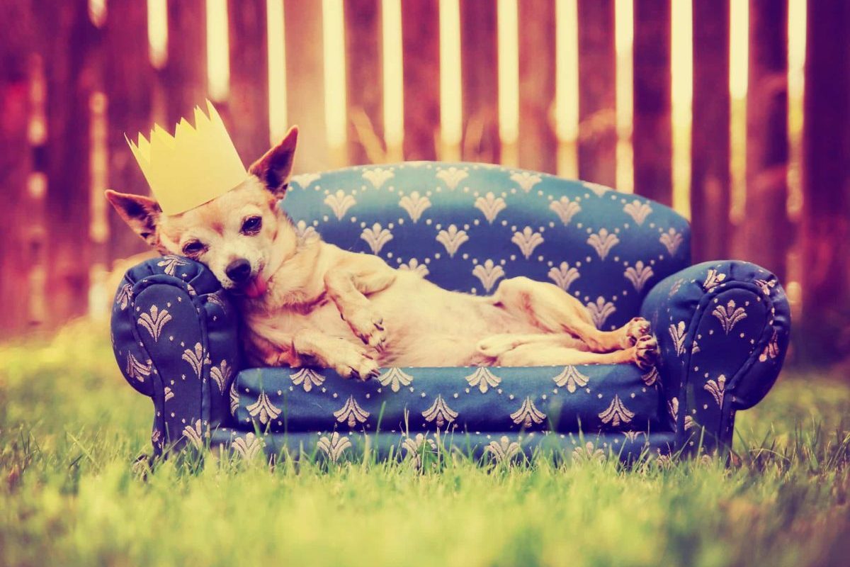 11 Reasons Your Dog Deserves the Royal Treatment Every Day