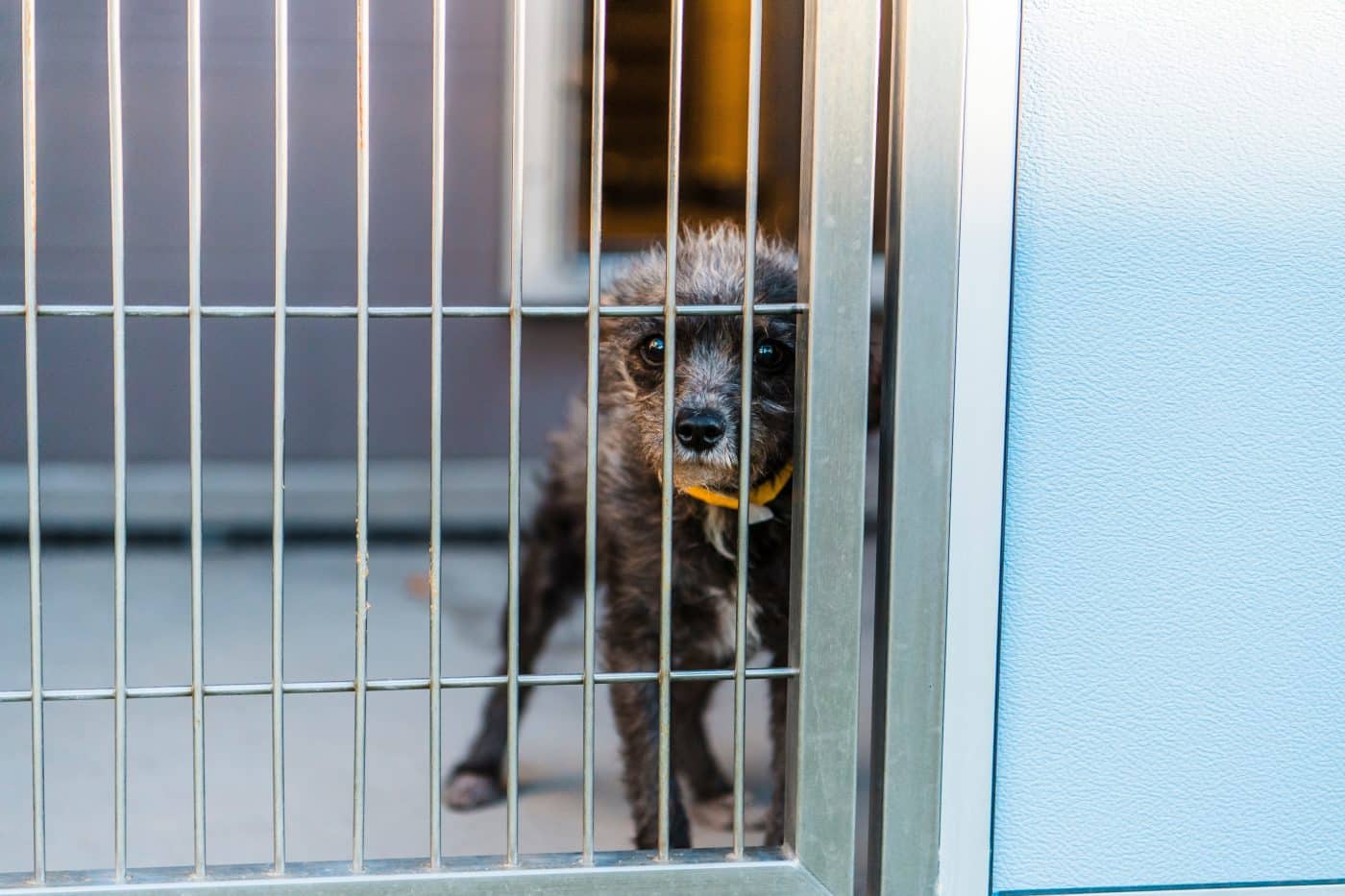 Animal Shelter Euthanasia Rates Drop Dramatically Across the U.S.