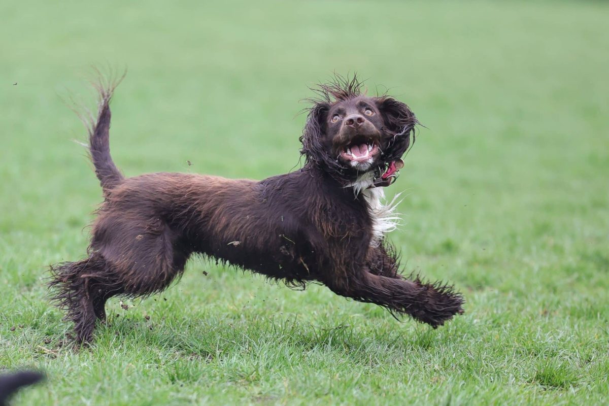 Boykin Spaniel happy expression showing playful outdoor enthusiasm
