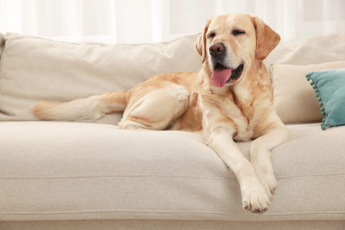 13 Dog Breeds Perfectly Happy to Be Your Couch Potato Buddy