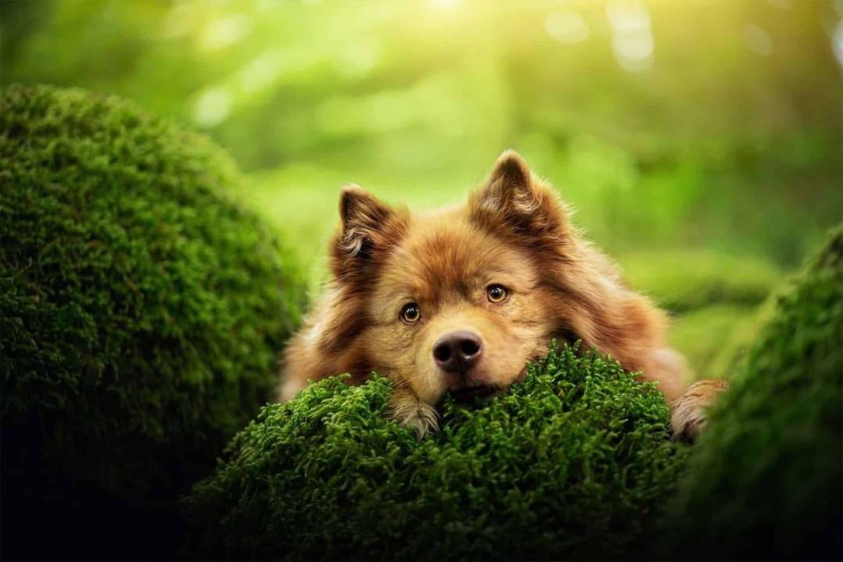 8 Dog Breeds That Look Like They Stepped Out of a Fairytale