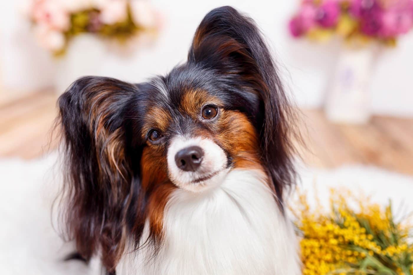 Top 13 Dog Breeds That Make Every Day a Little Brighter