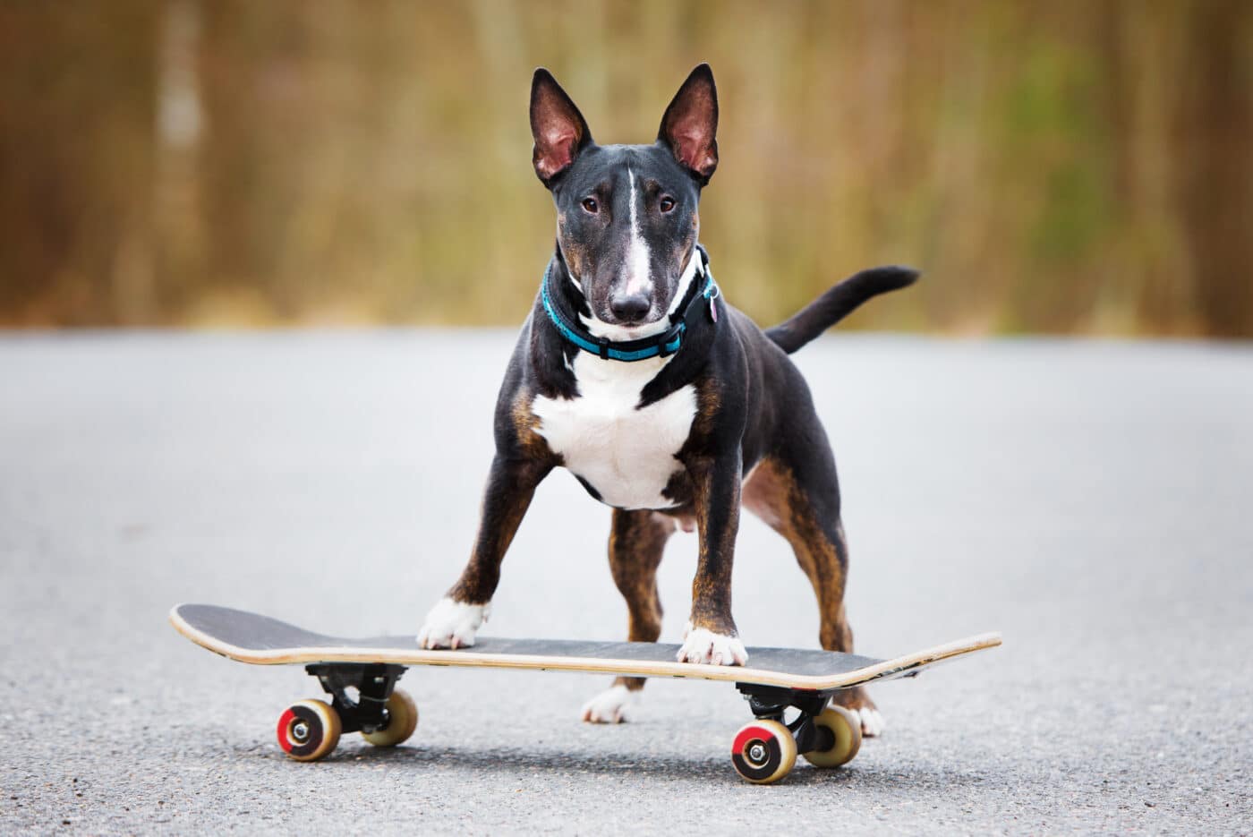 Miniature Bull Terrier