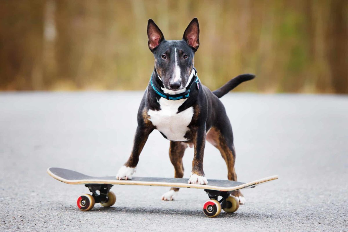 13 Amazing Tricks and Skills Dogs Can Learn to Amaze You