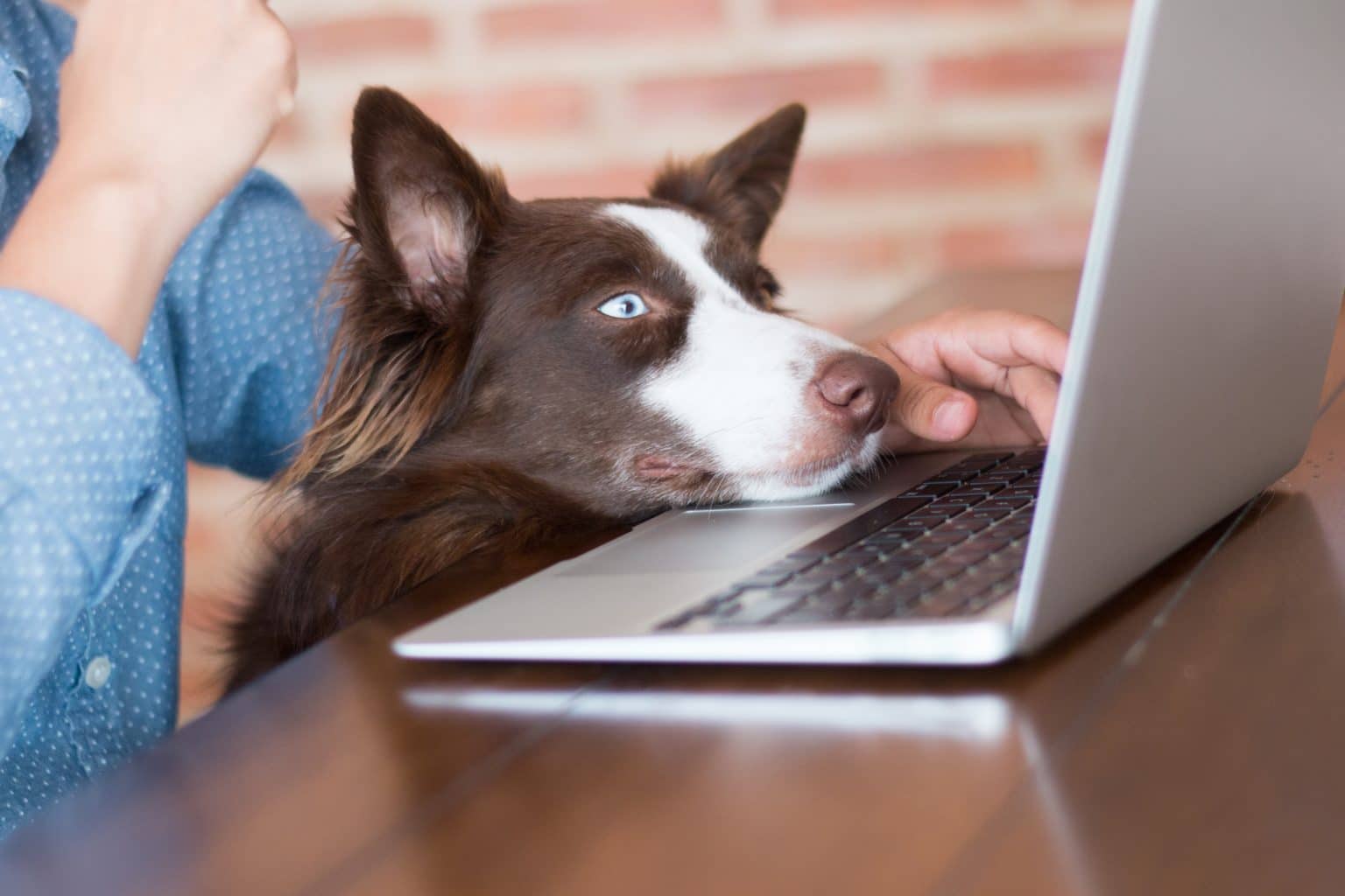 14 Amazon Finds That Prove Dog Parents Have the Best Taste - iHeartDogs.com