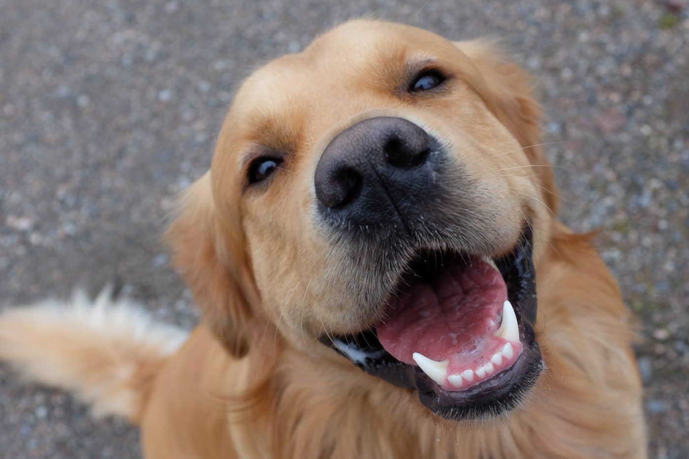 2026 s Most Popular Dog Breeds In The US Ranked By The American Kennel 2026 s Most Popular Dog Breeds In The US Ranked By The American Kennel