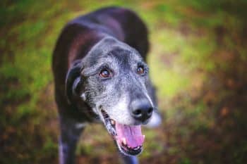 PetWireDaily — How To Get The Most From Your Senior Dog’s Vet Appointment